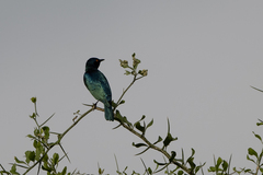 Lamprotornis chloropterus