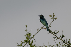 Lamprotornis chloropterus