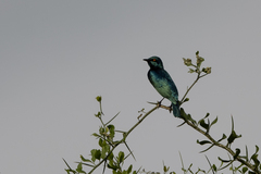 Lamprotornis chloropterus