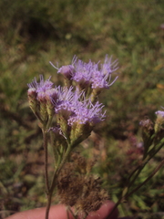 Chromolaena hirsuta