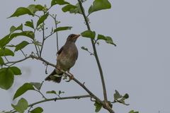 Turdus pelios