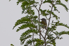 Camaroptera brachyura