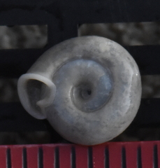 Polygyrinae
