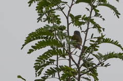 Camaroptera brachyura