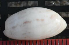 Bulla occidentalis