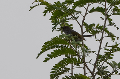 Camaroptera brachyura