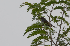 Camaroptera brachyura