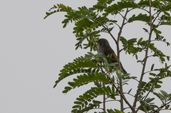 Camaroptera brachyura