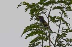 Camaroptera brachyura