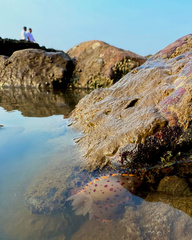 Goniobranchus bombayanus