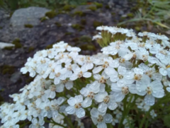 Achillea millefolium