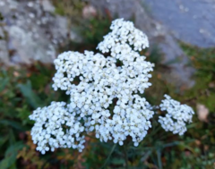 Achillea millefolium