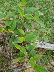 Miconia