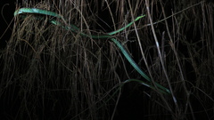 Dendrelaphis formosus