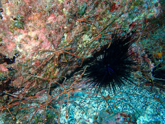 Stenorhynchus lanceolatus