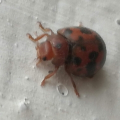 Subcoccinella vigintiquatuorpunctata