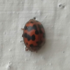 Subcoccinella vigintiquatuorpunctata