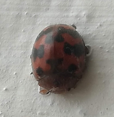 Subcoccinella vigintiquatuorpunctata