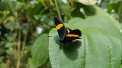 Panara soana