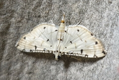Pycnarmon cribrata