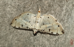 Pycnarmon cribrata