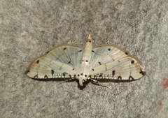 Pycnarmon cribrata