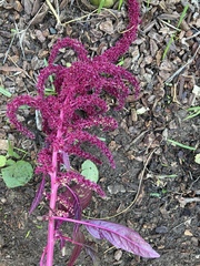Amaranthus cruentus