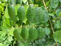 Phyllanthus muellerianus