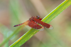 Neurothemis terminata
