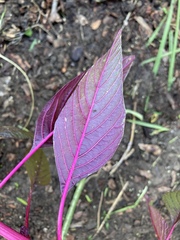 Amaranthus cruentus