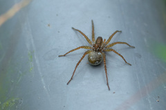 Pardosa pseudoannulata