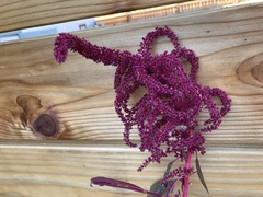 Amaranthus cruentus
