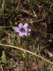 Sisyrinchium platense