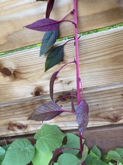 Amaranthus cruentus