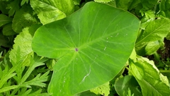 Colocasia