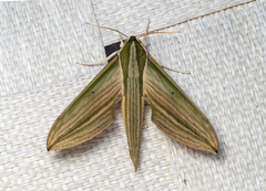 Cechetra lineosa