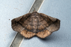 Pangrapta pannosoides