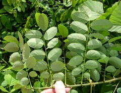 Phyllanthus muellerianus