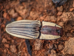 Chalcolepidius limbatus