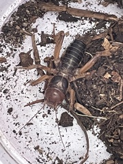 Ammopelmatus
