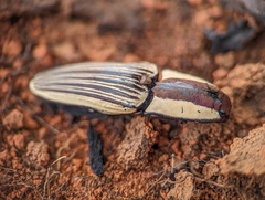 Chalcolepidius limbatus