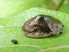 Polychalma multicava