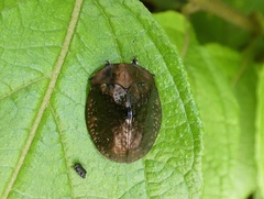 Polychalma multicava