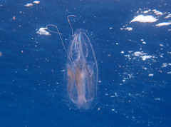 Leucothea multicornis