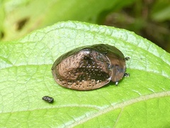 Polychalma multicava