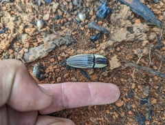 Chalcolepidius limbatus