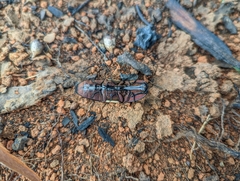 Chalcolepidius limbatus