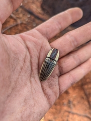 Chalcolepidius limbatus
