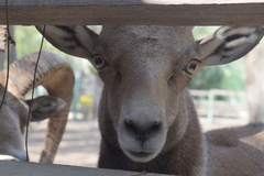 Ovis gmelini gmelini