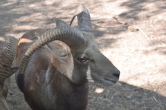 Ovis gmelini gmelini